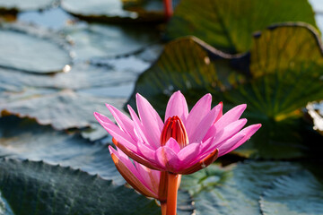 manachai for nature photos