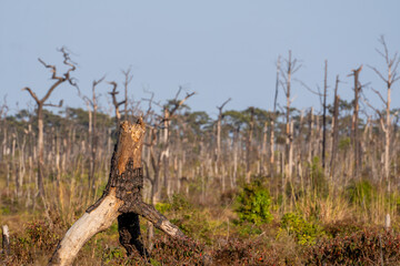manachai for nature photos