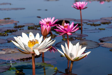 manachai for nature photos